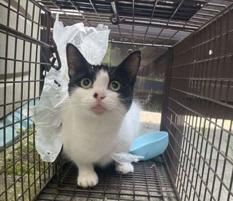 A frightened cat was found in a residential street with plastic bag around its neck. Picture: Cats Protection Swale