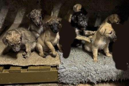 The lurcher puppies were reported stolen from Shroton in Dorset on December 28 (Dorset Police/PA)