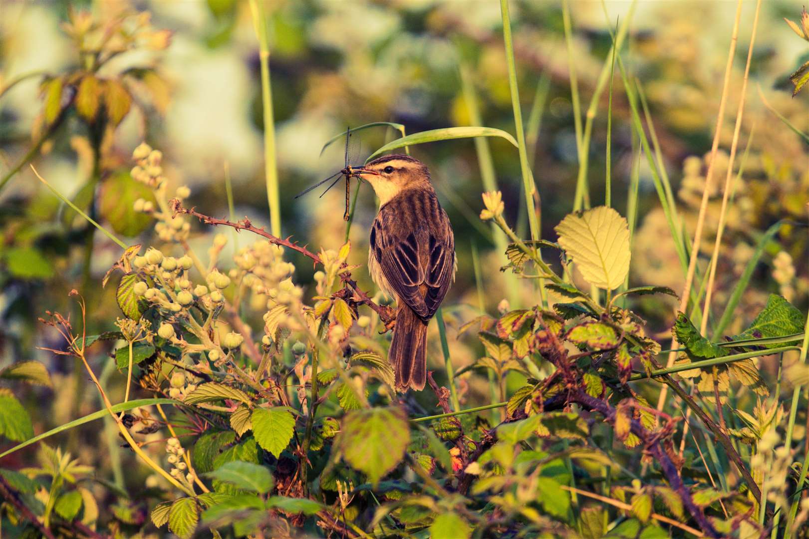 A sedge warbler on the reserve Picture: Abbie Burrows