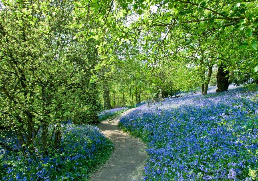 Emmetts Garden is currently in bloom. Pic: Henry Jarvis