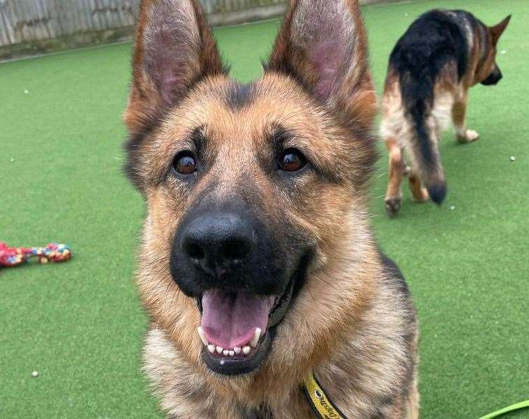 German shepherd Meg. Pic: Dogs Trust