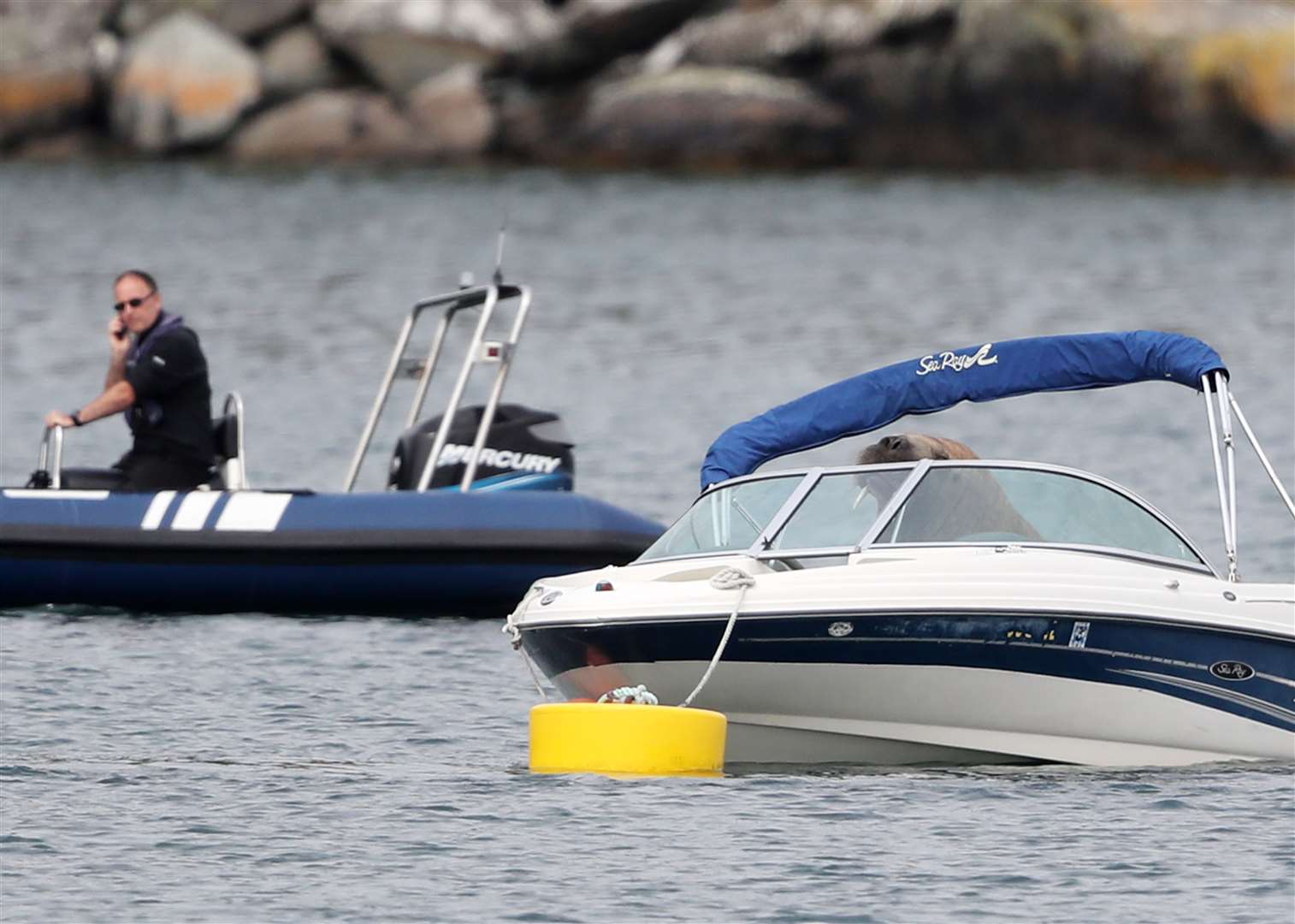 People attempt to coax Wally the Arctic walrus from a speedboat it was resting in, to a less expensive rib craft (Niall Carson/PA)