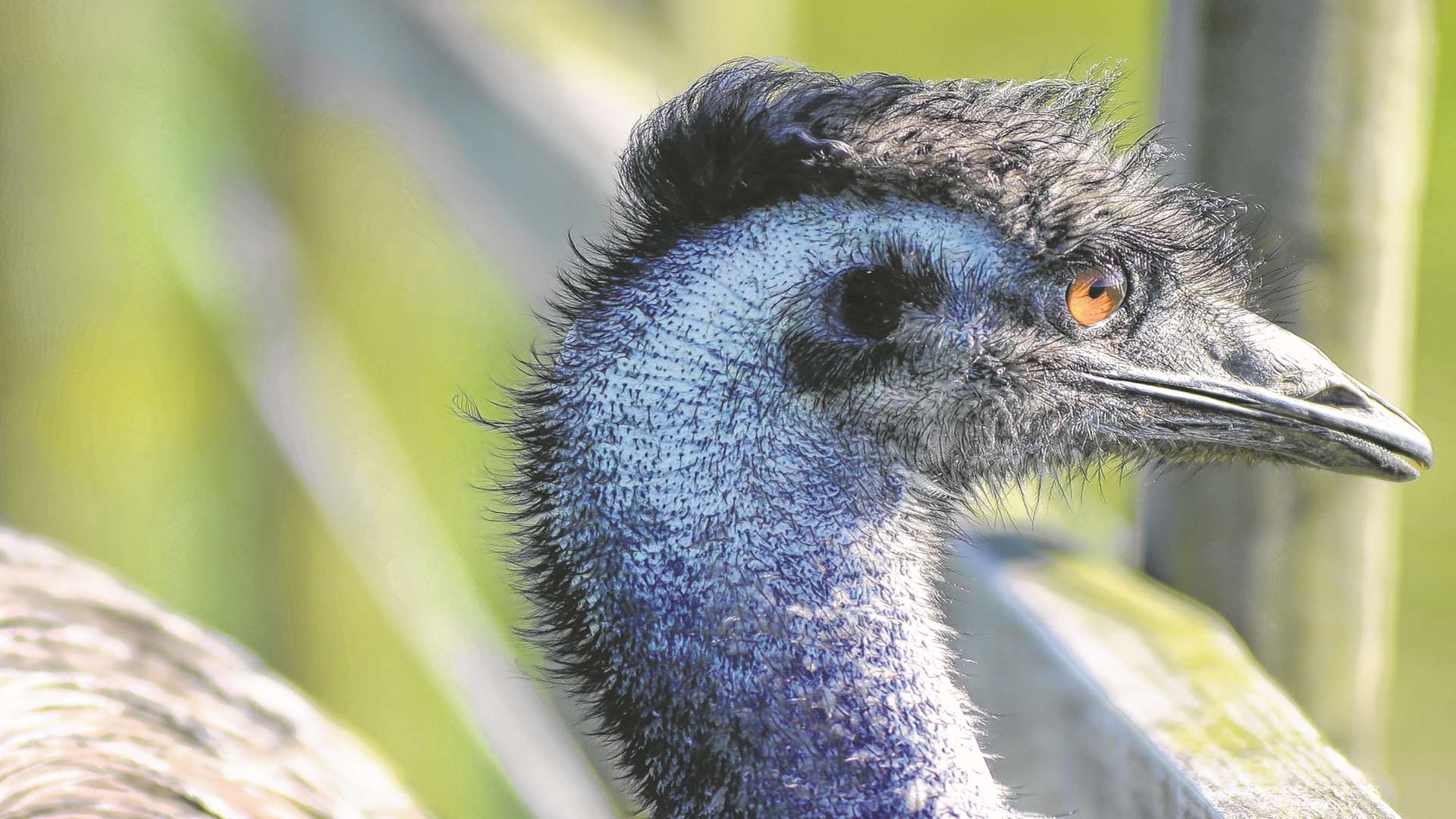 The emu makes himself at home on a farm in Shadoxhurst