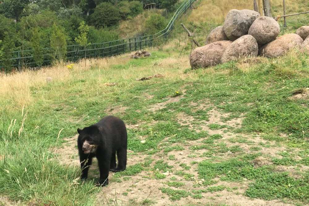 Rina arrived from an animal park in Berlin