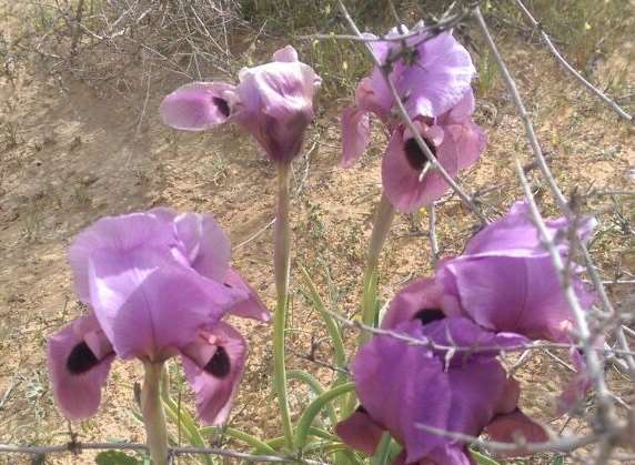 Desert poppies