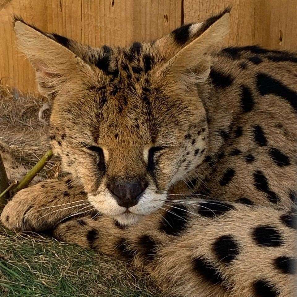 Tsavo the big cat at The Fenn Bell Conservation Project Zoo in Rochester, Medway. Picture: The Fenn Bell Conservation Facebook Page