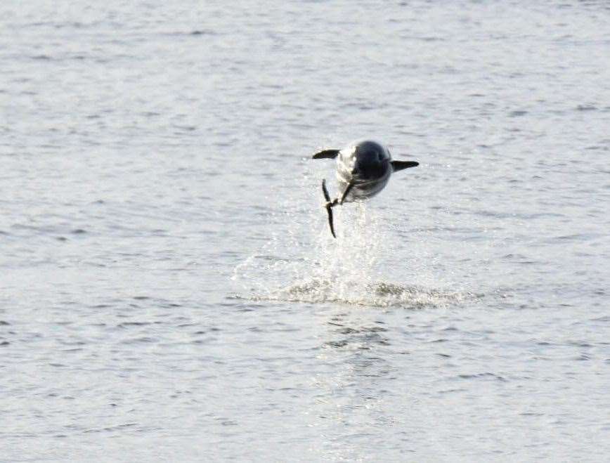 They can be seen in the Thames near Gravesend pier. Picture: Jason Arthur