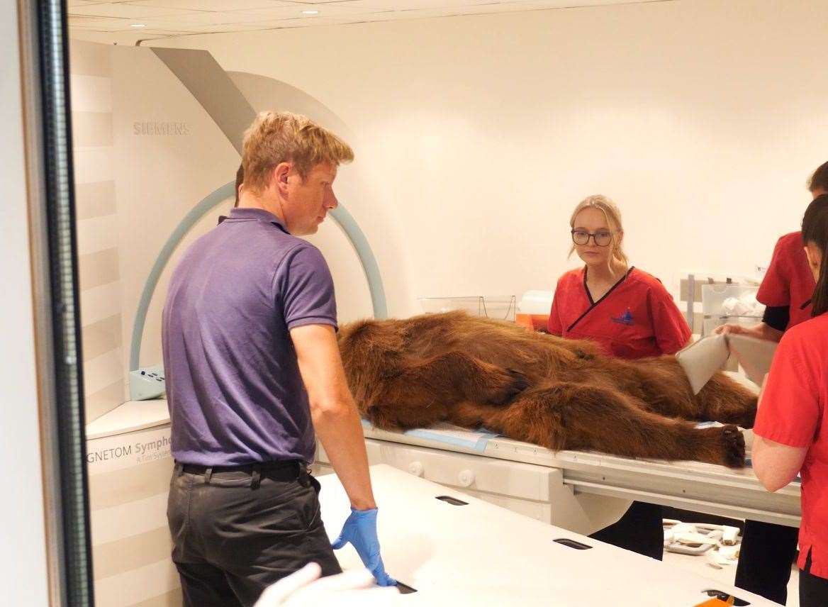 Boki undergoing his MRI. Picture: Harding-Lee Media/Wildwood Trust