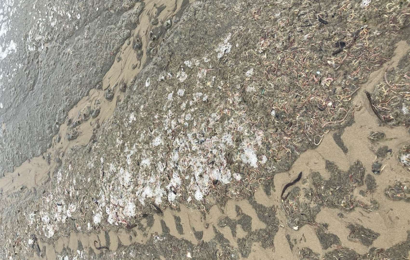 Thousands of dead or dying ragworms and lugworms appeared on Minnis Bay in Birchington last week. Picture: Environment Agency