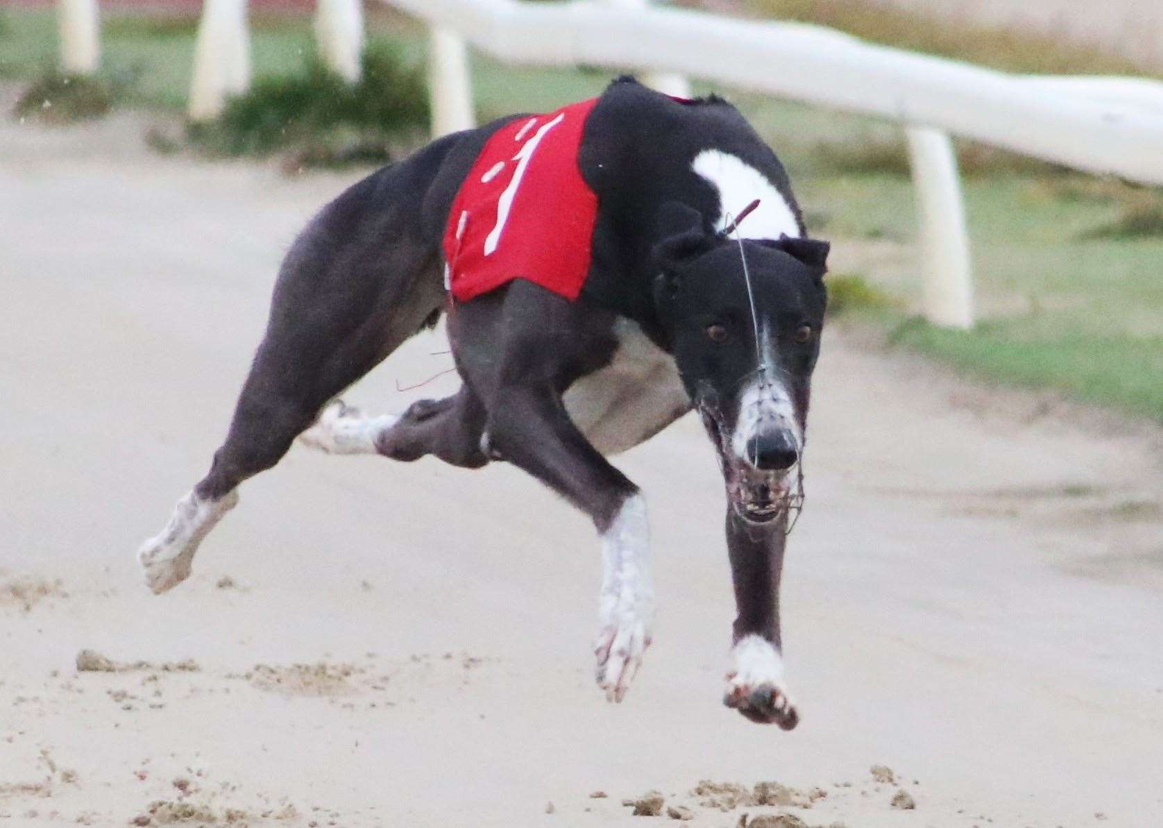 Ashford's Elizabeth and Rab McNair are looking to King Memphis to break their English Greyhound Derby duck. Picture: Jim Tate Photography