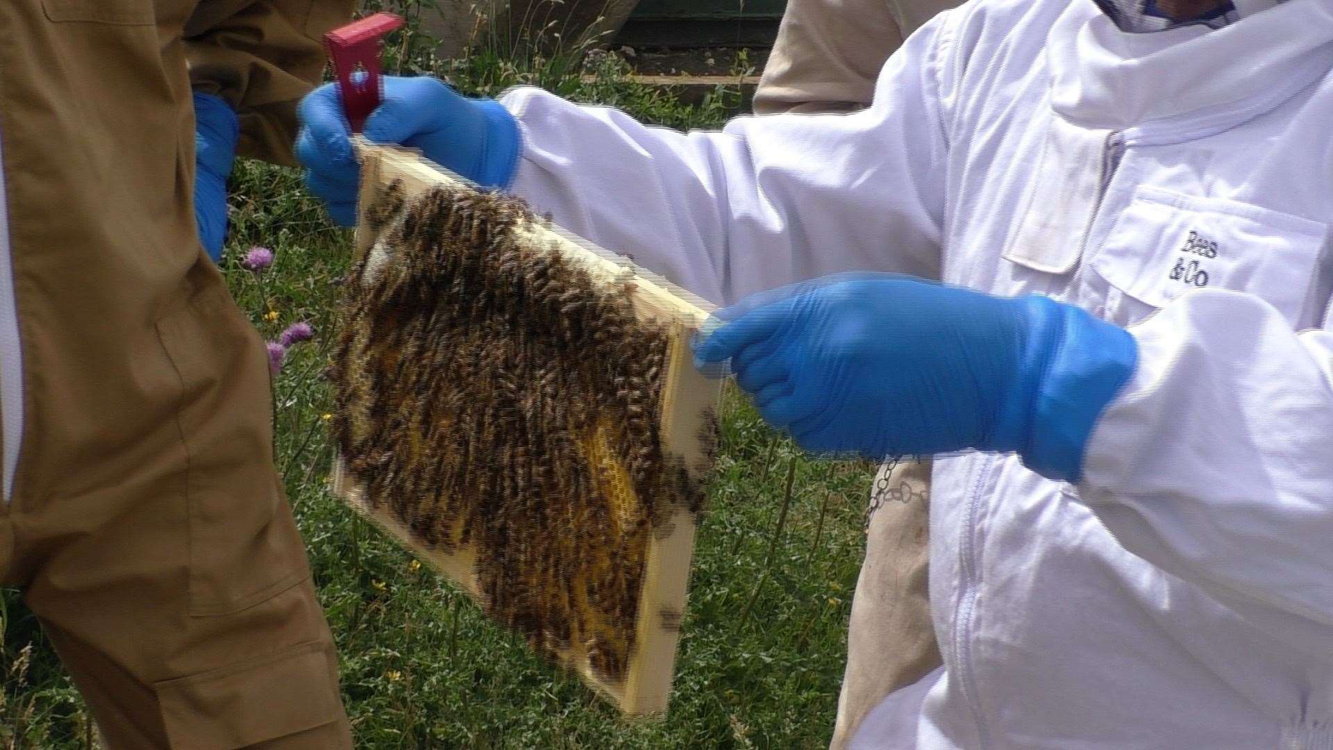 They shake the bees off to inspect the hives