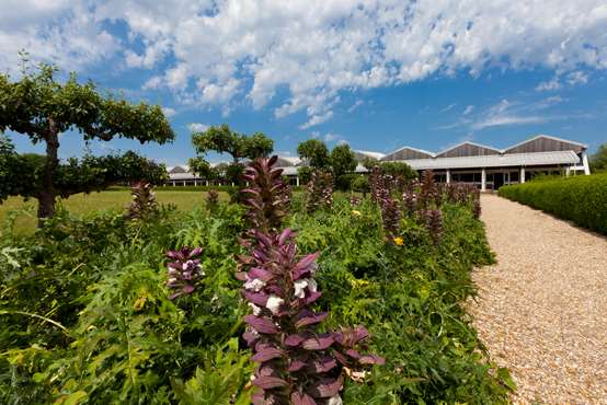 Acanthus Mollis growing at Fishbourne Palace Garden, used as an ornamental plant as well as for medicinal purposes