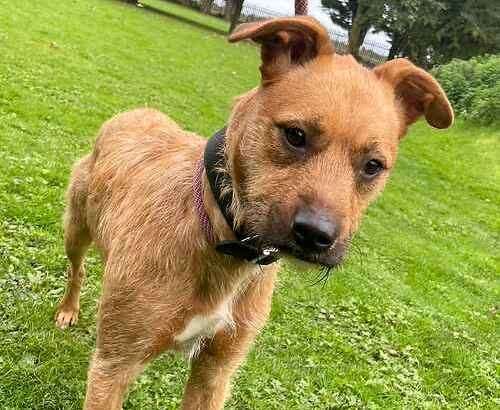 Sally the lurcher crossbreed. Picture: Last Chance Animal Rescue