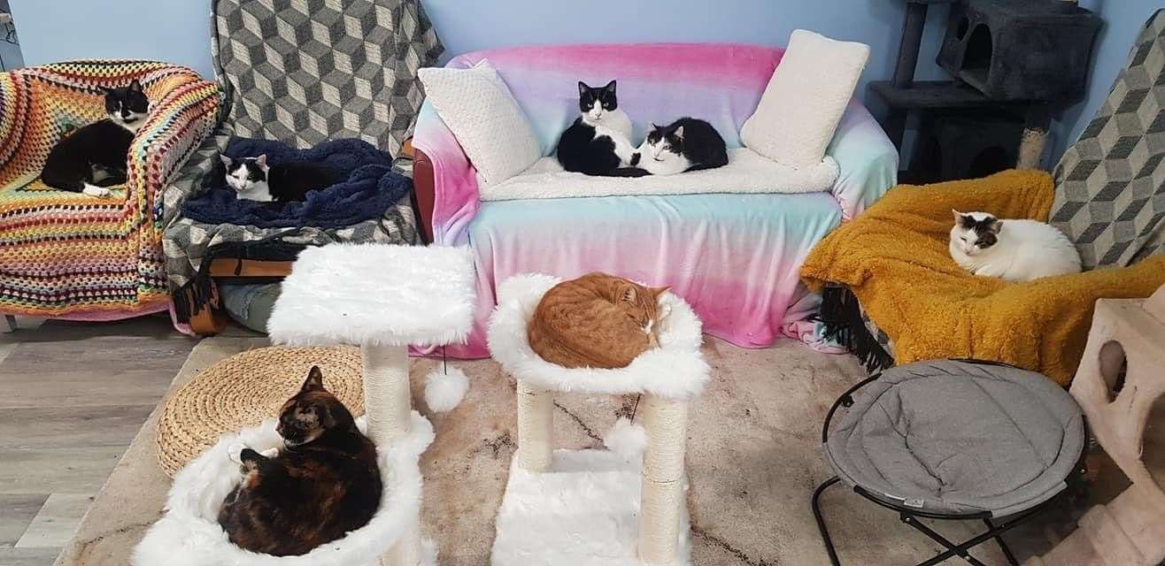 Cosy Cat Cafe In Herne Bay Could Be Forced To Close Because Of Losses During Pandemic And Felines Could Be Put Into Rescue Shelters