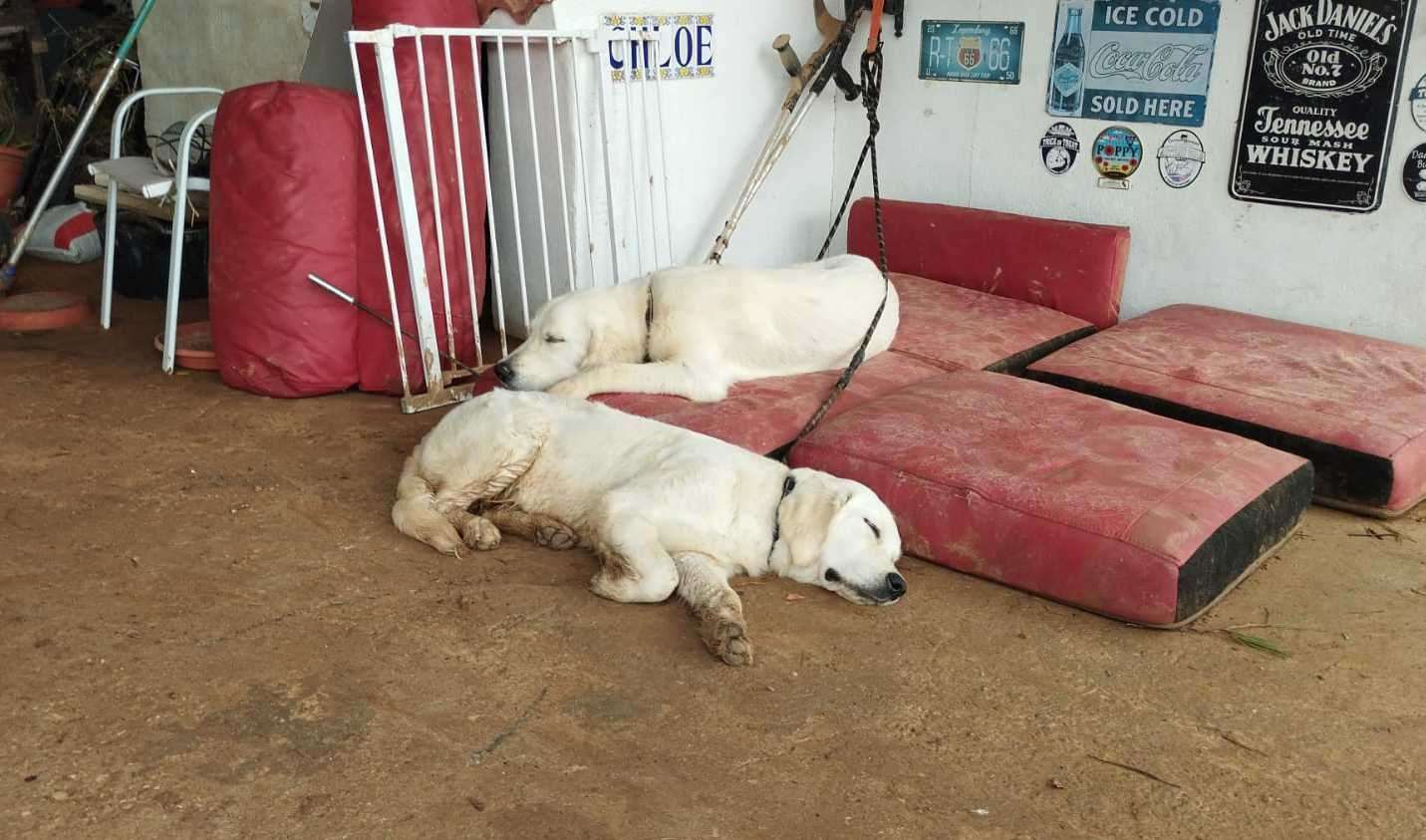 Annabelle Reece said she was desperate to get home to her two golden retriever puppies. Picture: Annabelle Reece/PA