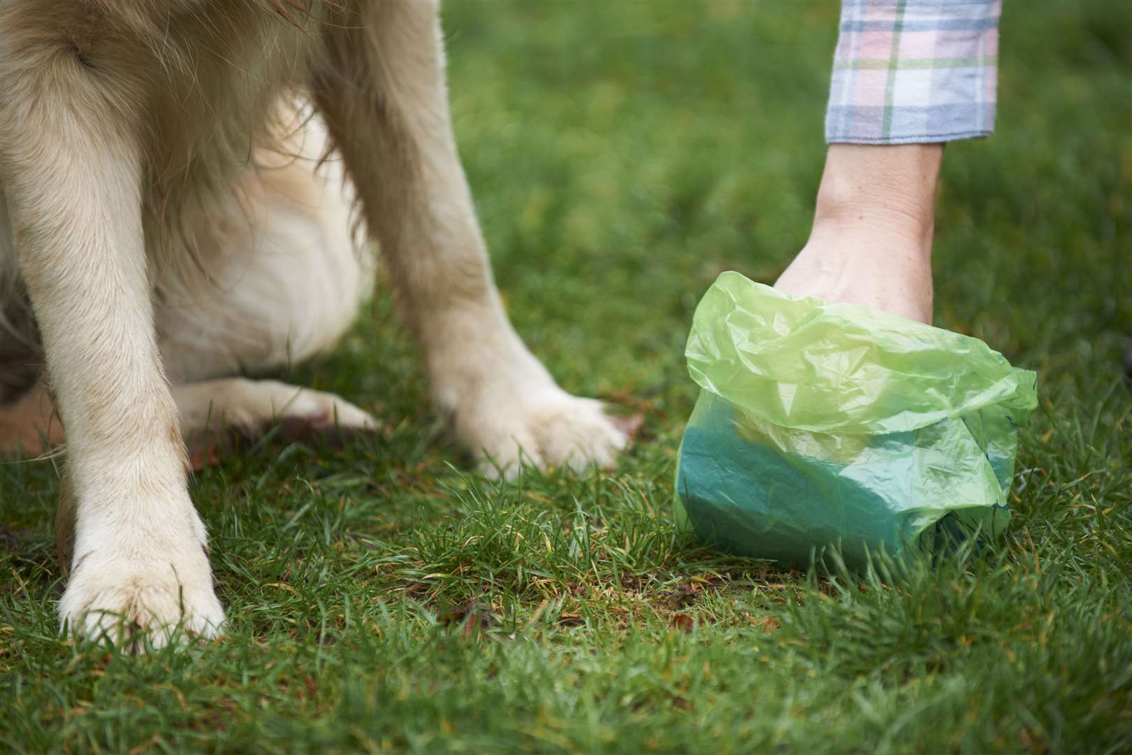 The current order mostly targets dog owners