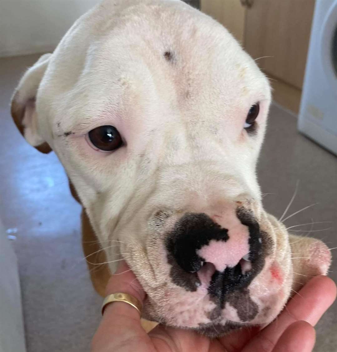 Daisy May was rescued by Herne Bay volunteers. Picture: Guardian Angels Dog Rescue