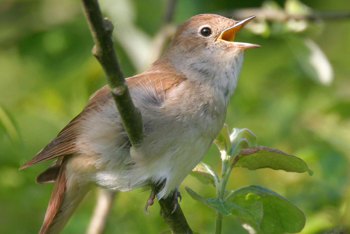 Nightingale. Nightingale близко. Bulbul Song. Nightingale topic.