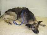 German shepherd Sadie had to be put down