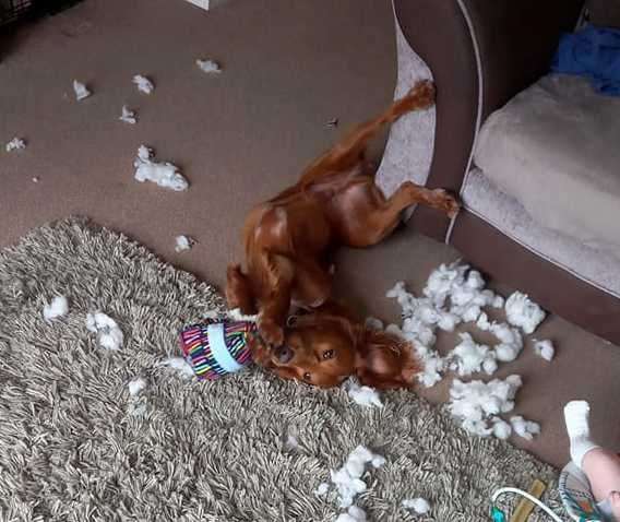 Sam Greenwood says his pooch destroyed his birthday toy in seconds
