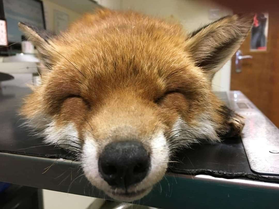 Peter the fox was rescued by Kent Wildlife Rescue Service after being hit by a lorry in 2018