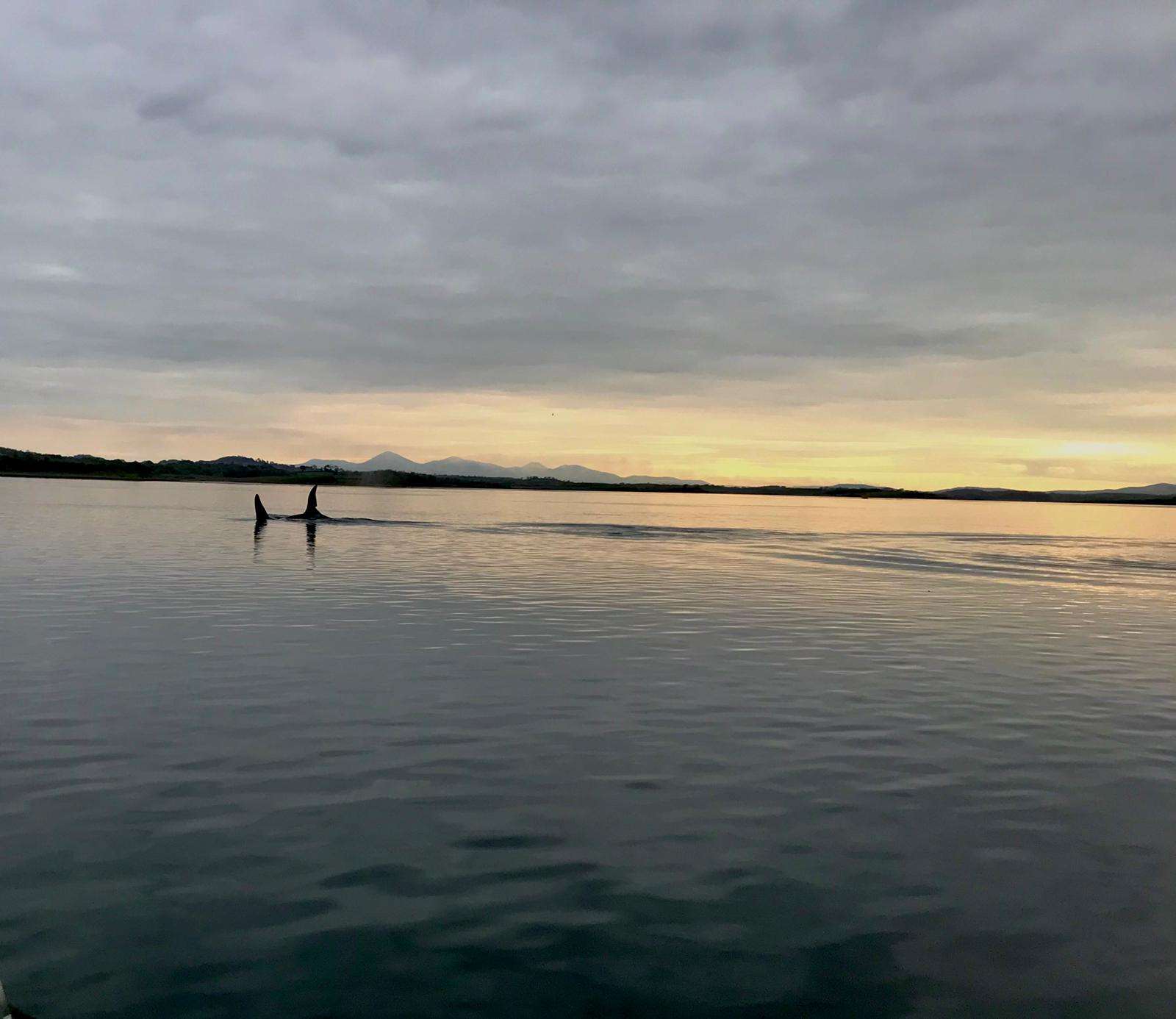 Mr Rodgers’ son and nephew filmed the killer whales (Dara and Michael Rogers)