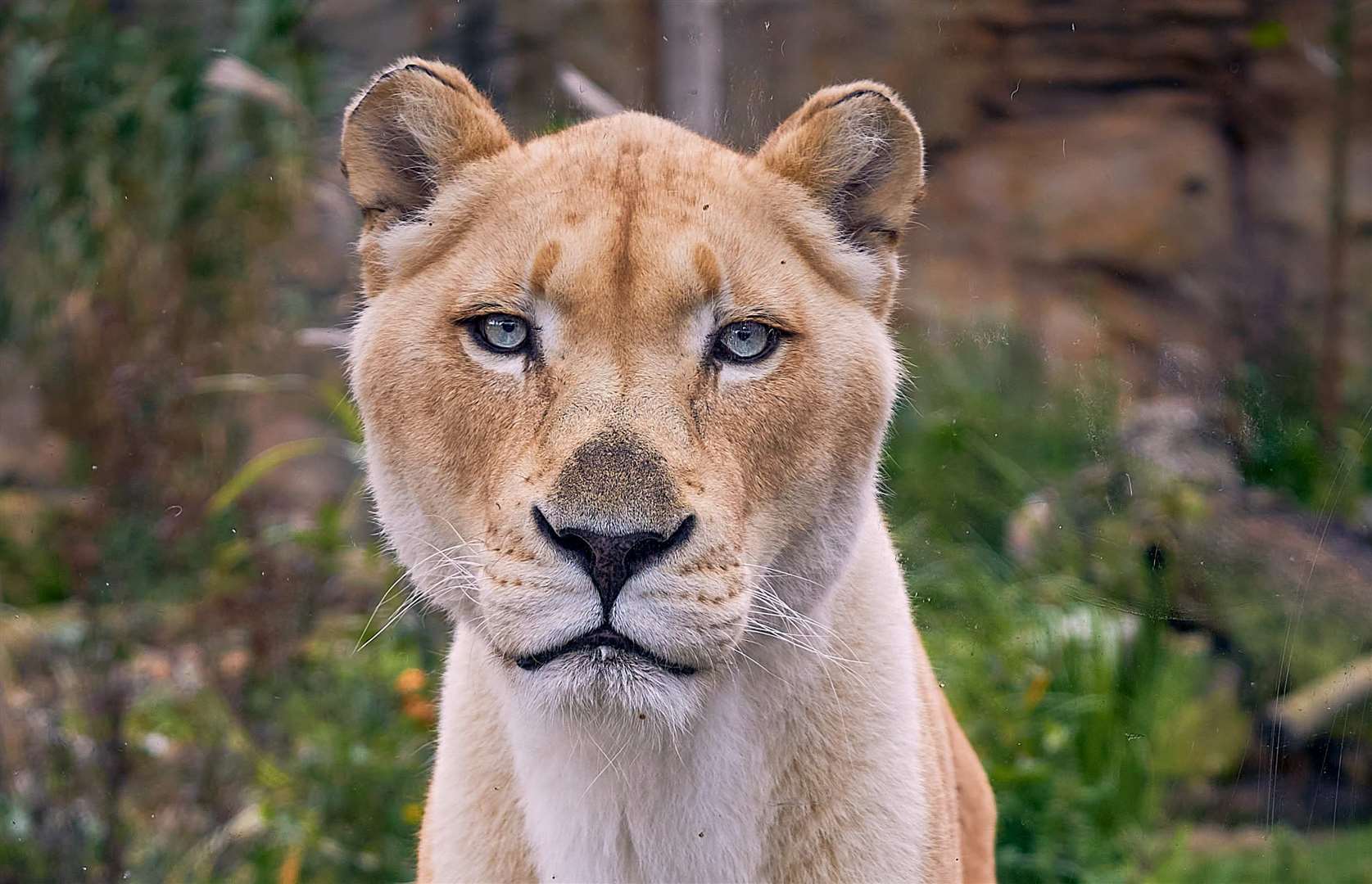 Izulu will be joined by her sister Zuri. Picture: The Big Cat Sanctuary