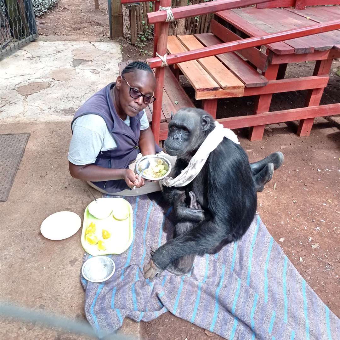 Monicah cared for Chocolat in Kenyar for more than 20 years (G Cotman/Monkey World/PA)