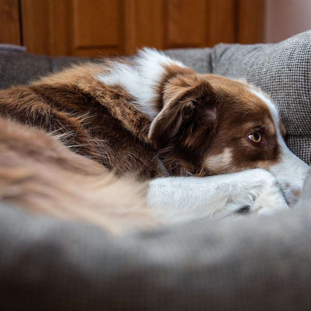 Fireworks can terrify dogs. Picture: The Kennel Club