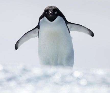 One of the pictures of penguins taken by Chris Packham that will be on sale at a gallery in Deal