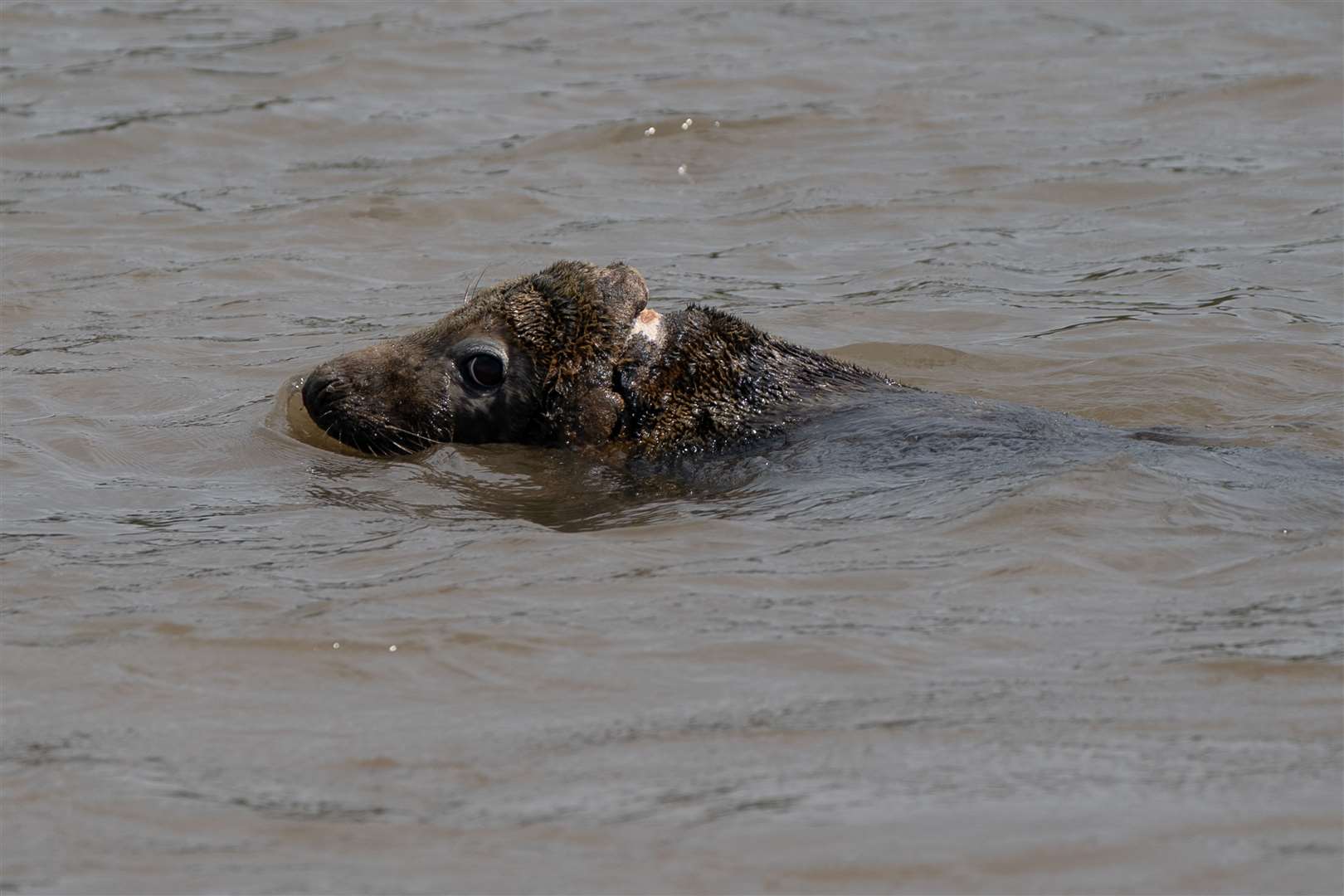 Mrs Vicar was given salty baths to help the wound to heal (Joe Giddens/PA)