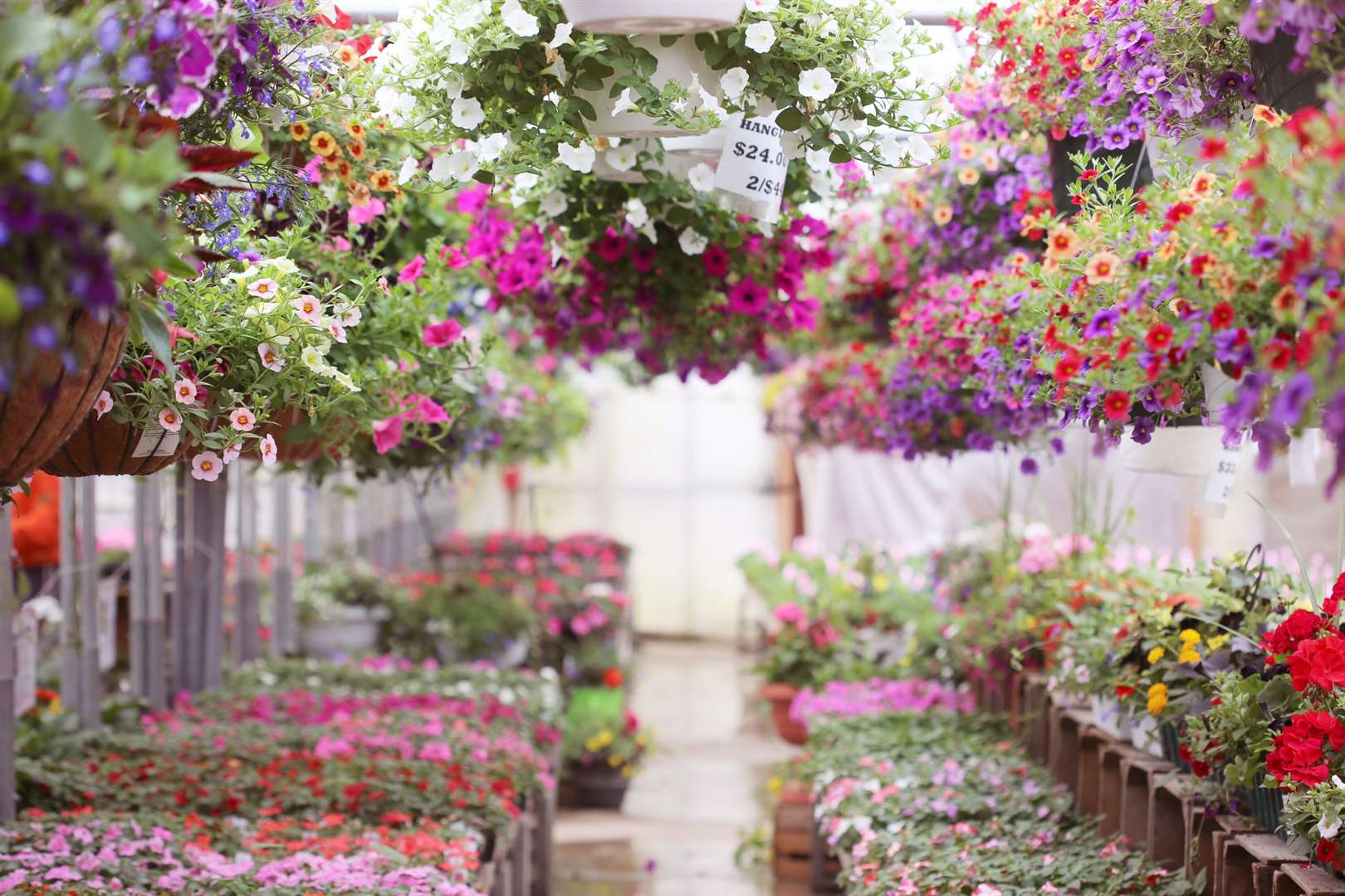 The best garden centres and nurseries in Kent