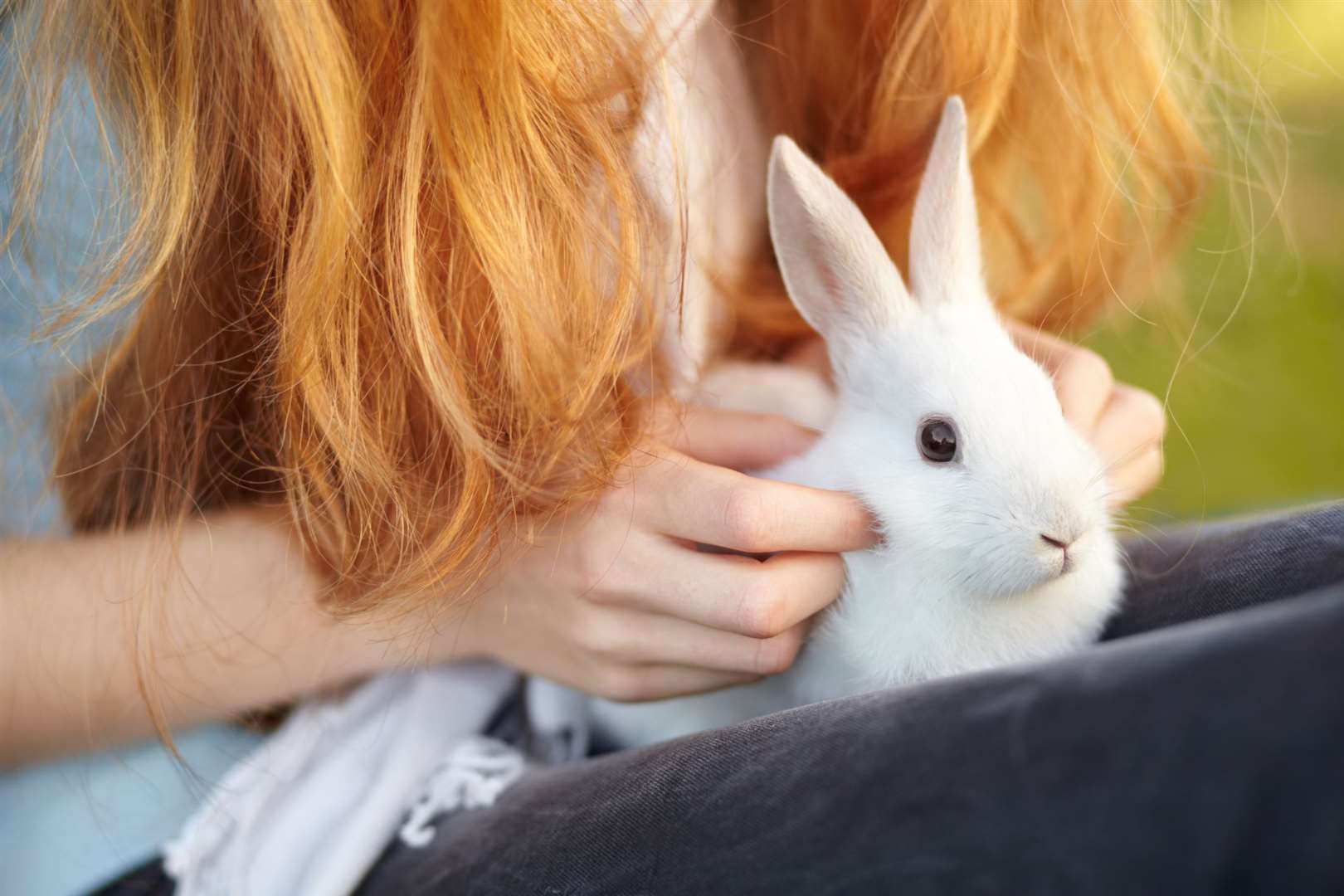 There has been an increase in the number of abandoned rabbits. Picture: iStock