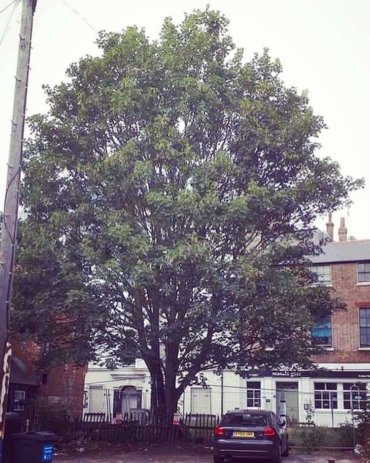 The sycamore in Duke Street, which protestors are trying to save
