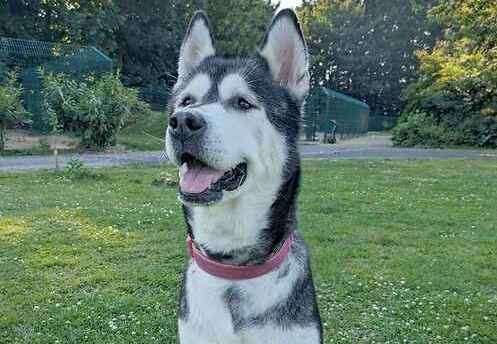 Kia the husky. Picture: Last Chance Animal Rescue