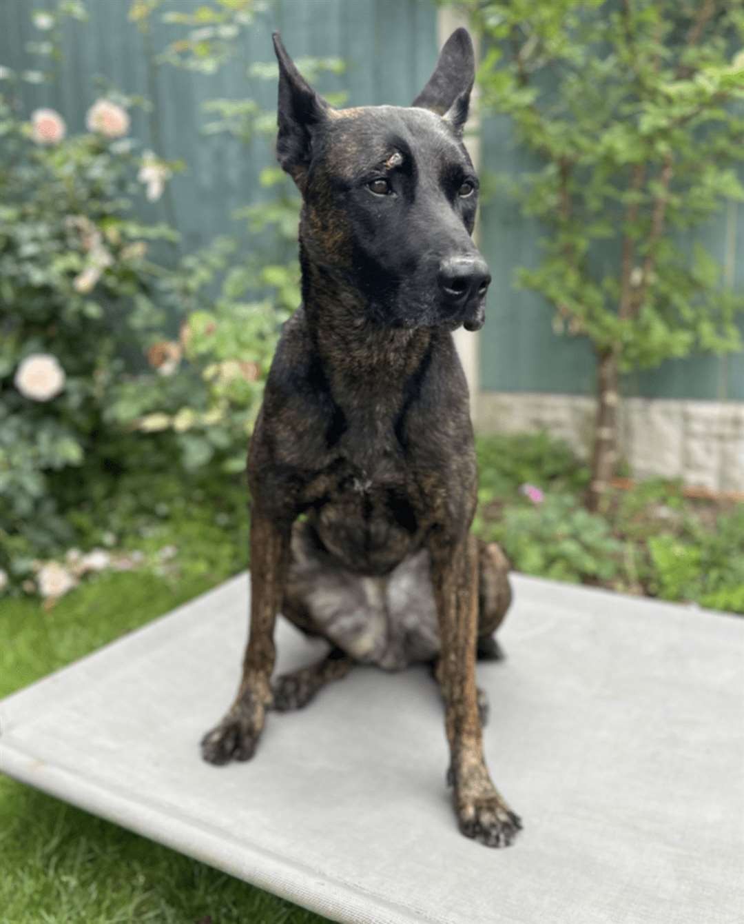 Police dog Vixen, who was injured in unrest in Tamworth on August 4 (Staffordshire Police/PA)