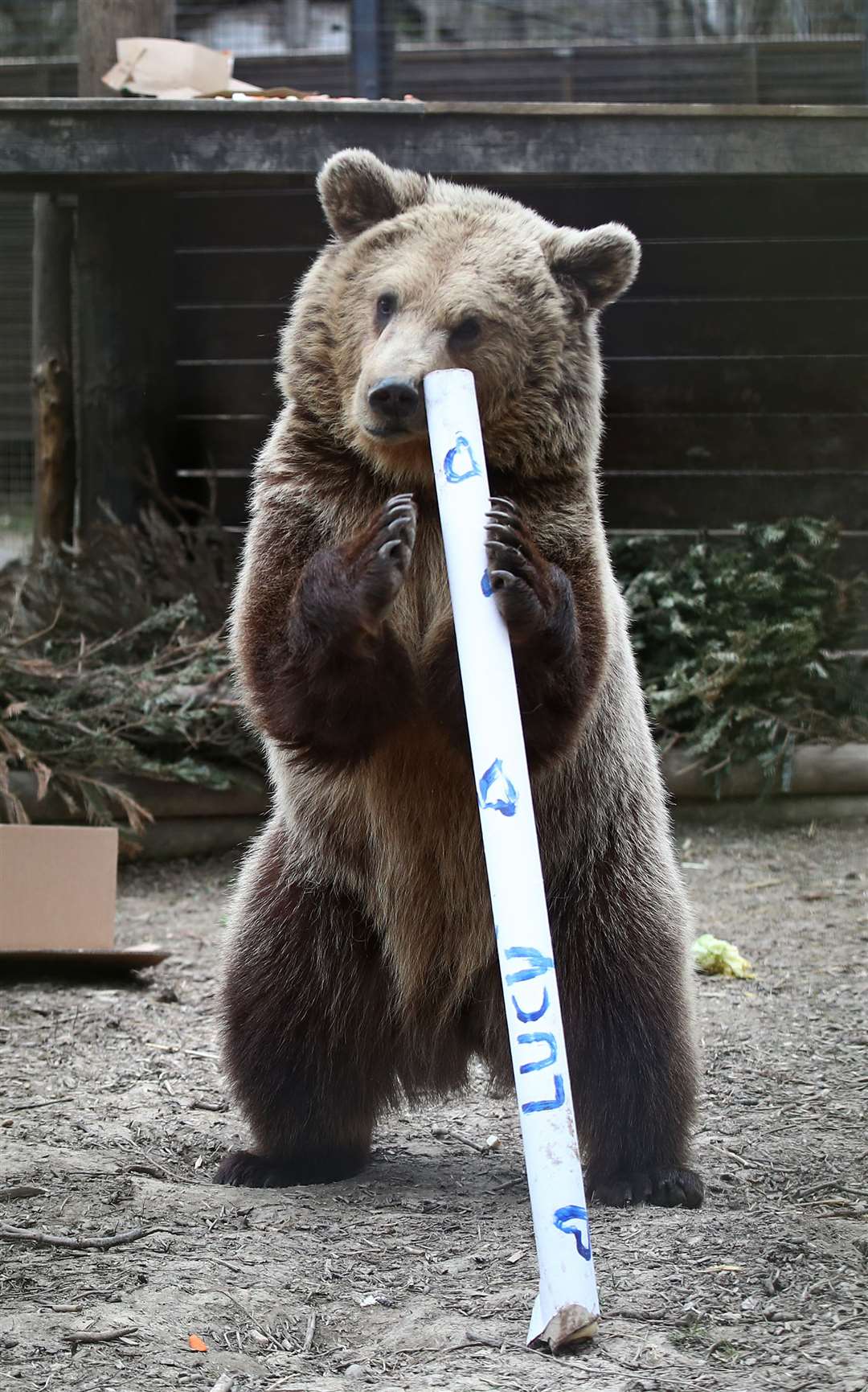 The cubs are moving to a forever home in Devon (Gareth Fuller/PA)