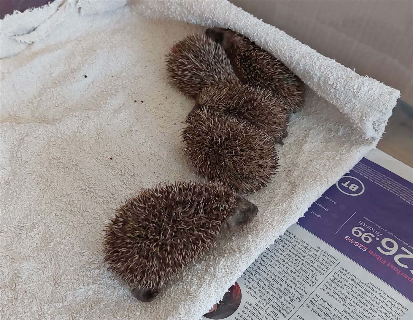 The number of hedgehogs at Thorne Hedgehog Rescue could exceed 100 by the winter