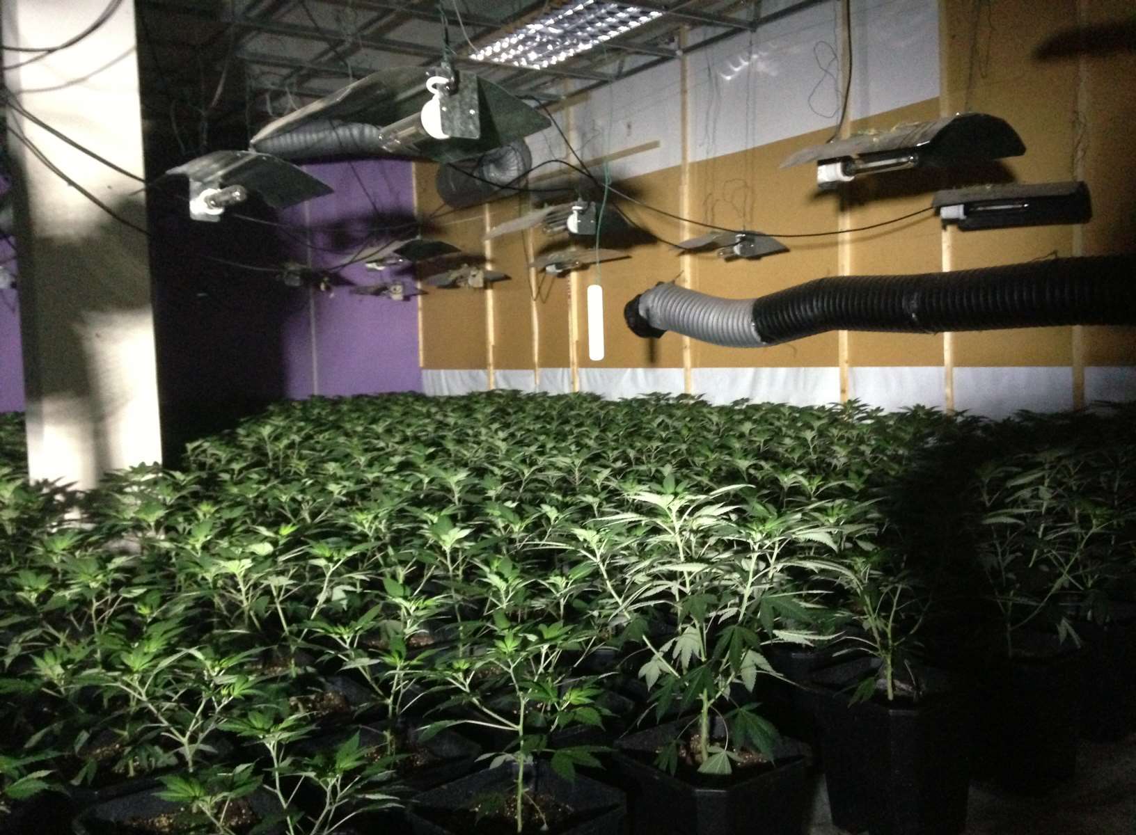 Police appeal after drugs worth £4m uncovered at cannabis factory in ...