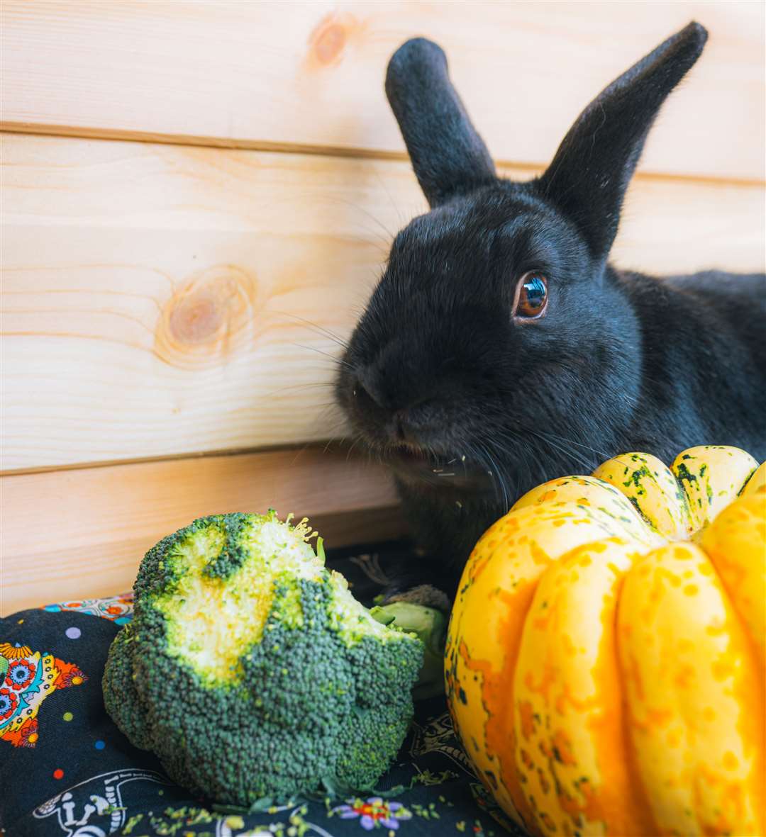 Branch manager Becky Blackmore suggested that black pets are less likely to be adopted as they are more difficult to photograph