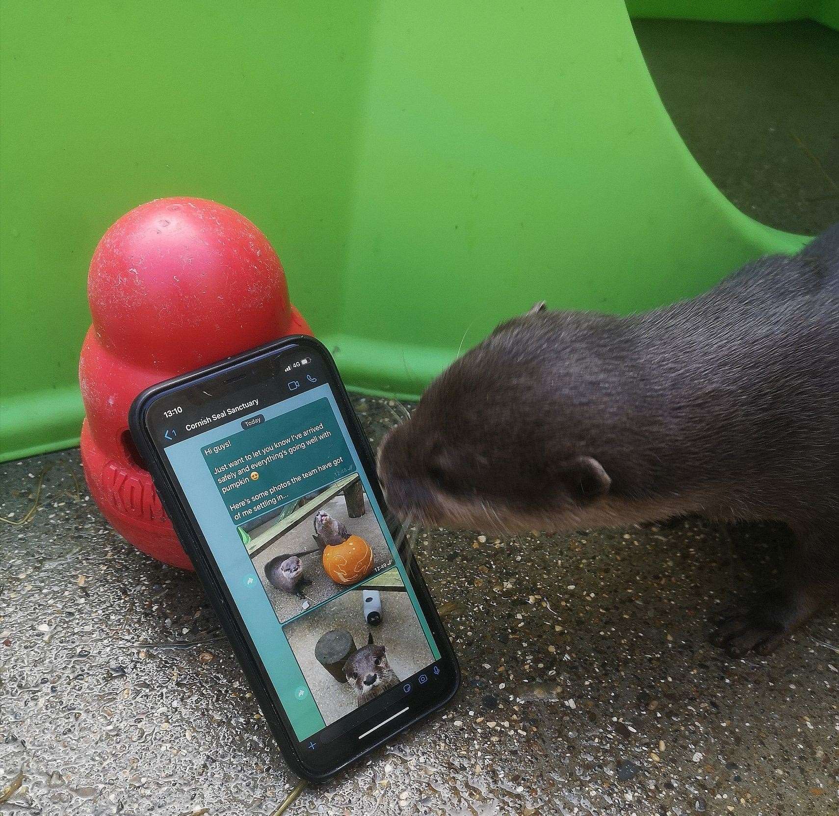 The otters were united using a dating site called Fishing for Love (Sea Life Scarborough/Facebook/PA)