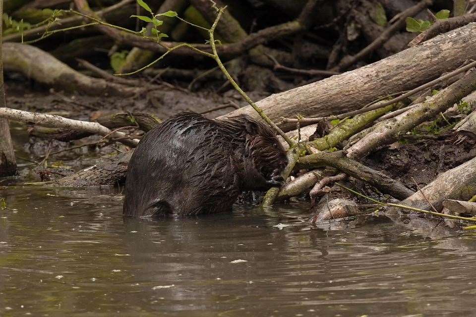 A Eurasian beaver kit (Russell Savory/Environment Agency/PA)