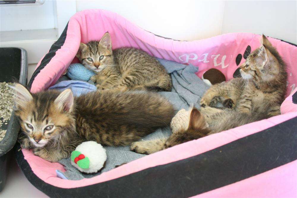 No More Room At Rspca Cat Shelter 