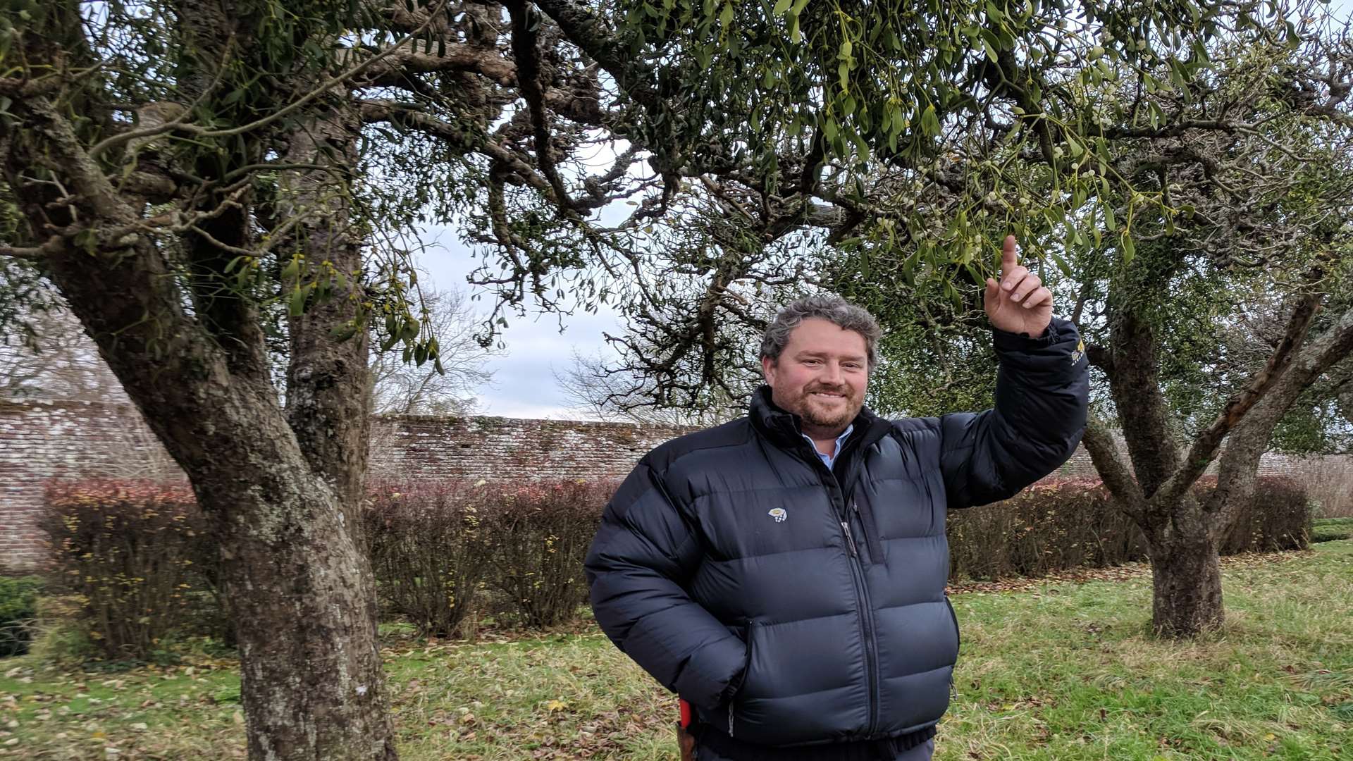 Head gardener at Penshurst, Tony Wiseman, checks out the mistletoe on the estate