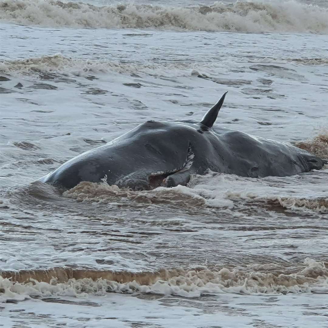 One of the beached whales (British Divers Marine Life Rescue/PA)