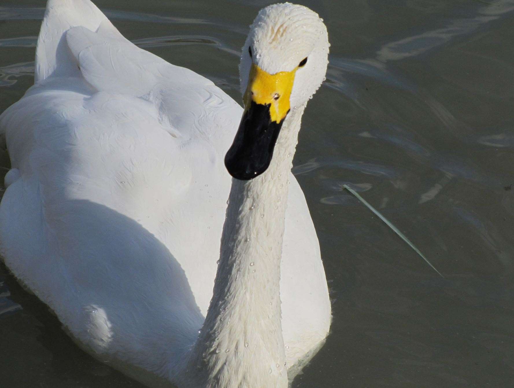 Experts say there has been a distinctive decline in Berwick swans