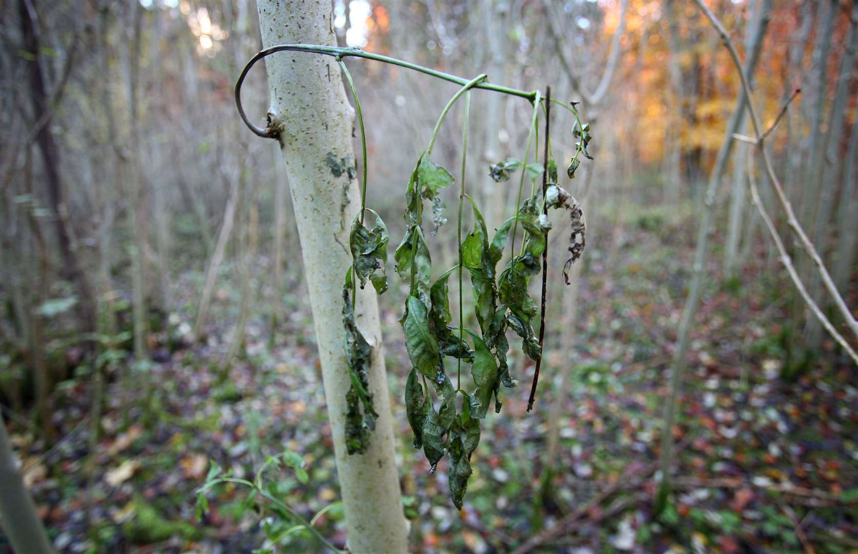 Ash dieback on a young tree (Gareth Fuller/PA)