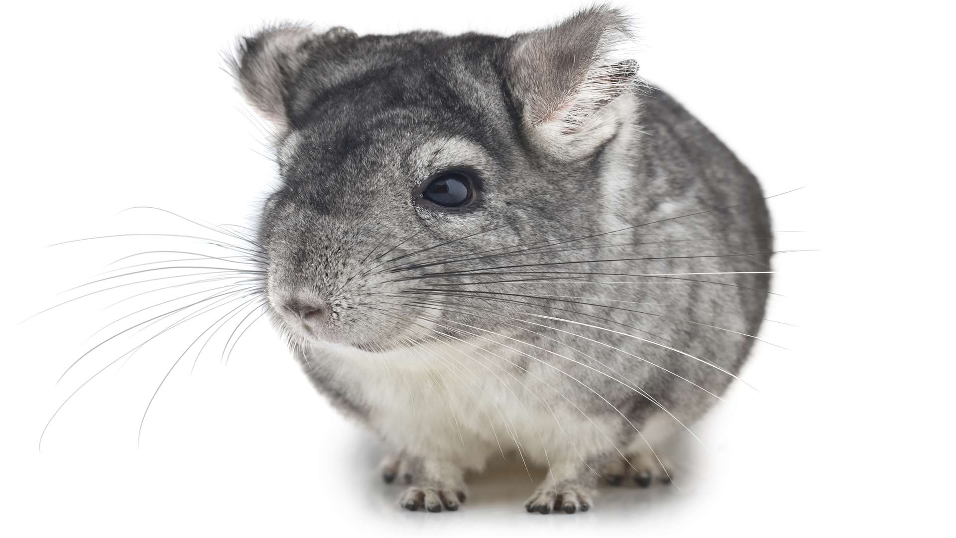 Chinchilla. Picture: Thinkstock