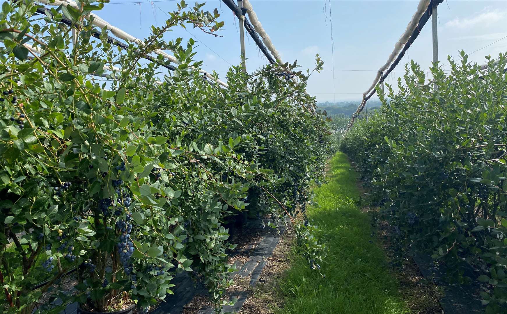 They have a number of sites across Kent that grow their produce