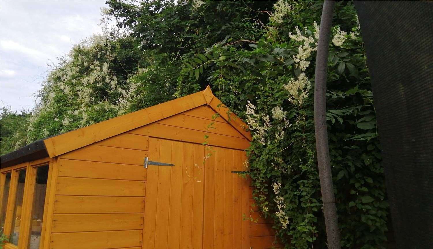 The greenery invading Vanessa McCloud's garden is all coming from the other side of the fence